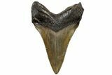 Serrated, Fossil Megalodon Tooth - South Carolina #310427-1